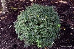 Euonymus alatus Chicago Fire — photo 2